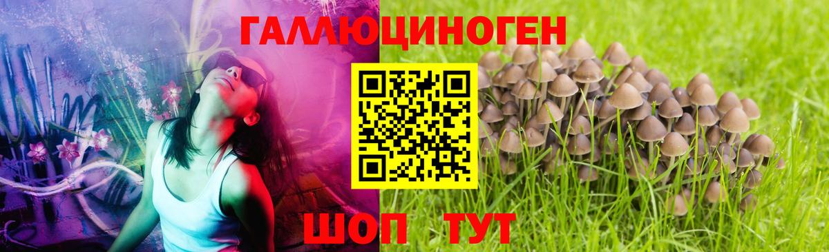Галлюциногенные грибы прущие грибы Грозный